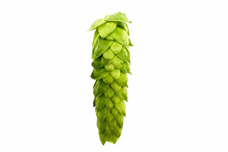 An isolated, single hop on a white background