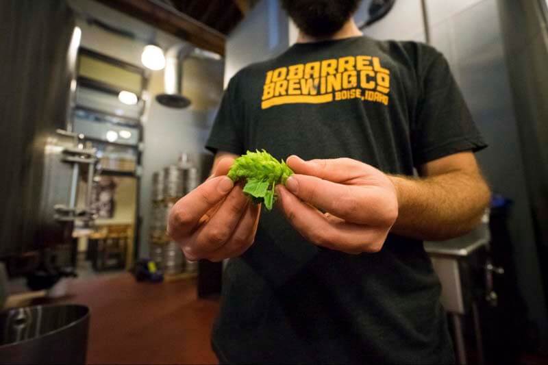 A close-up photo of a brewing inspecting a fresh hop