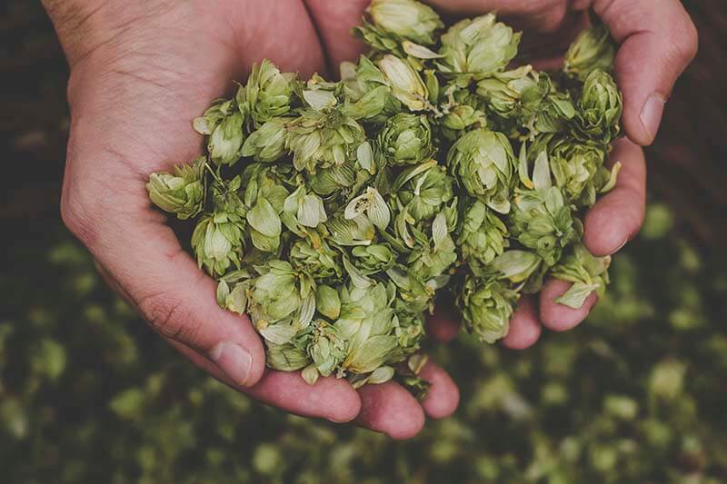 A close up photo of a cupped hands holding a pile of hops during raw material inventory