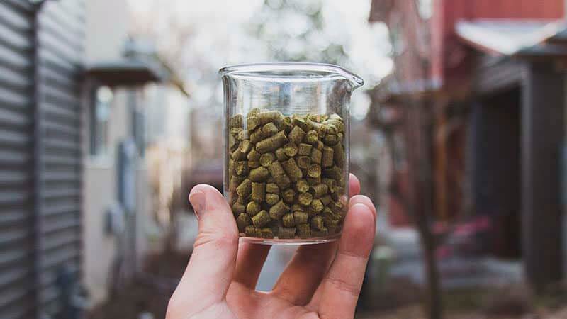 A zoomed in photo of a hand inspecting a measuring glass of dry hop pellets