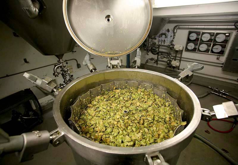 Up close photo of dry hops in a tank at Sierra Nevada