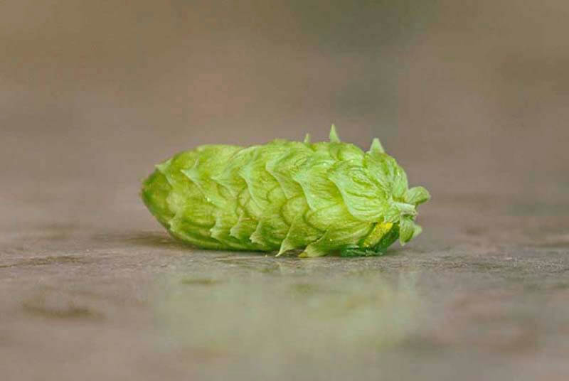 Up close photo of a single hop sitting on a table