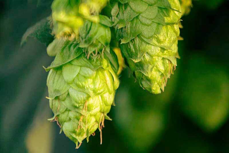 A close up photo of hops sitting on a vine