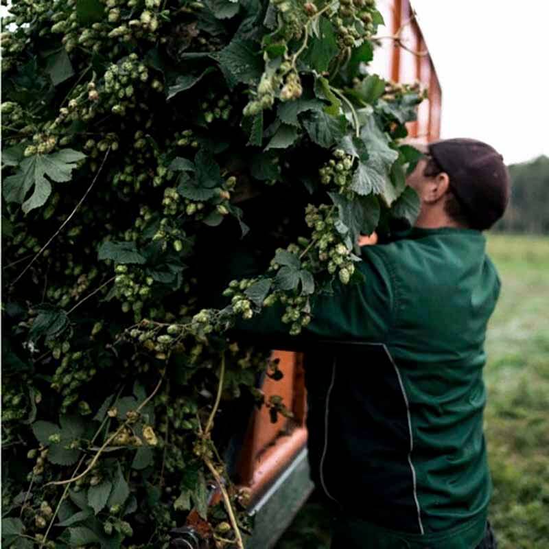 A person harvesting hops in Europe