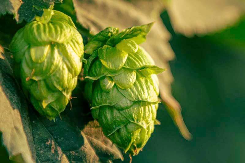 Up close, outdoor photo of hops growing on vines