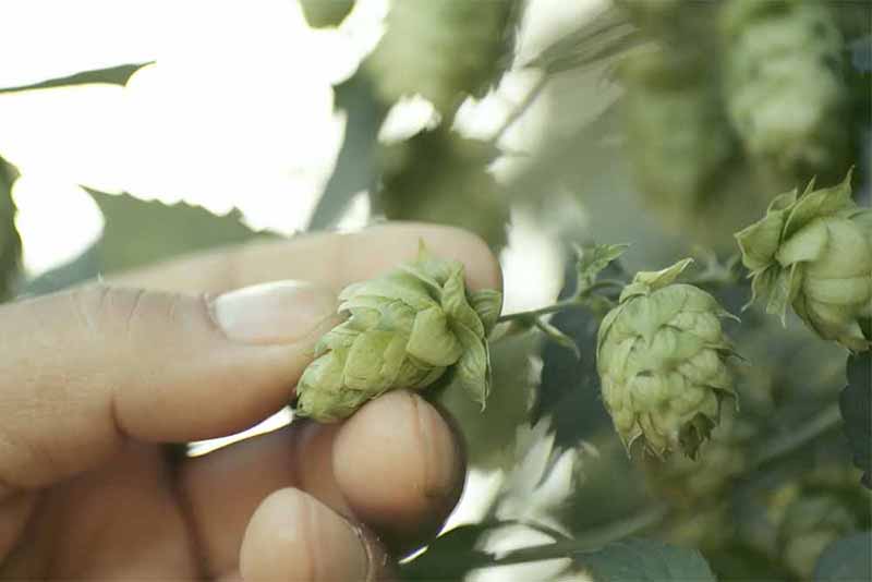 Close up of a hand pulling a Mosaic hop from a field