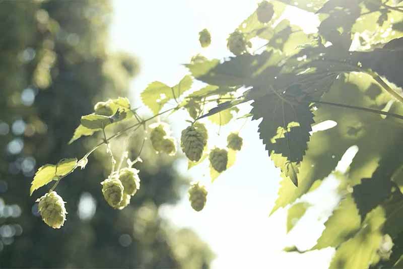 Hops growing on a vine in the sunlight