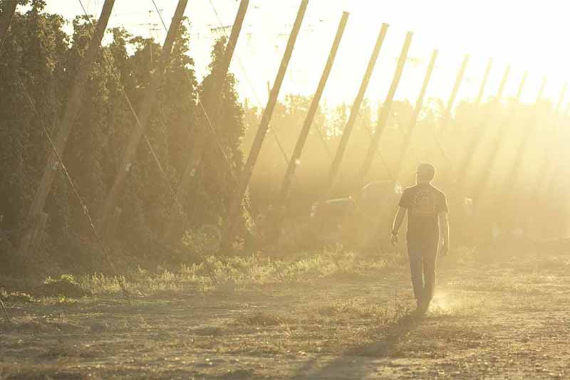 A brewer walking through a field of hops