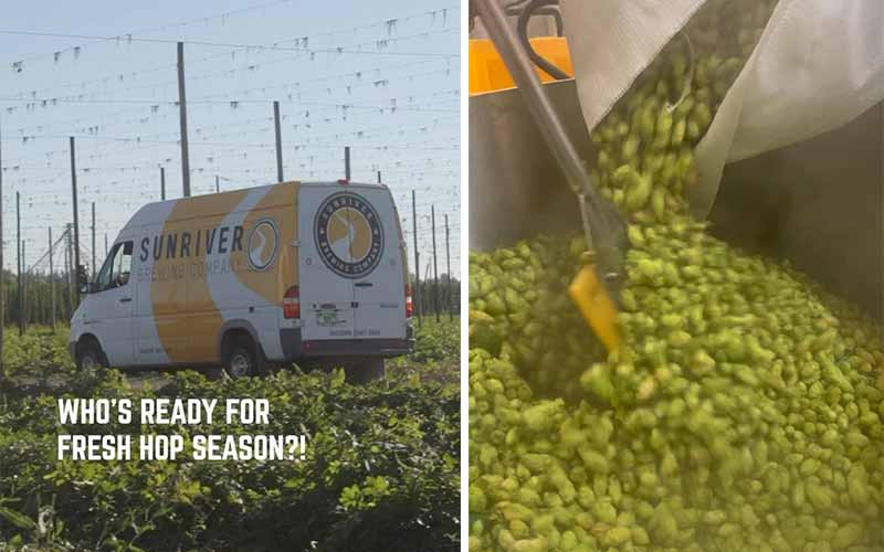 A side-by-side photo showing a Sunriver Brewing van driving through a field on the left and a pile of fresh hops being poured into a brewery on the right