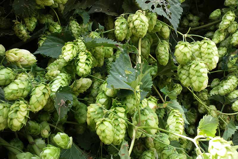 Citra Hops: A Complete Guide - Ollie