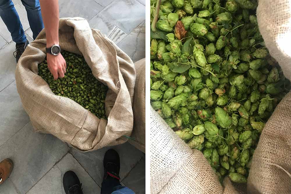 Side-by-side photo of hops in burlap sacks